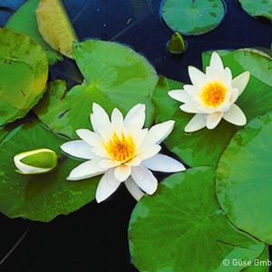 Nymphaea x cult. 'Hever White'    (Hermine)