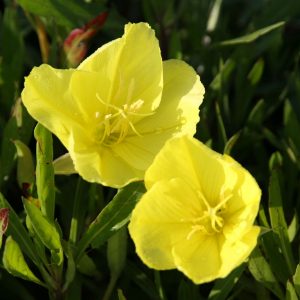 Oenothera macrocarpa   ( - missouriensis)