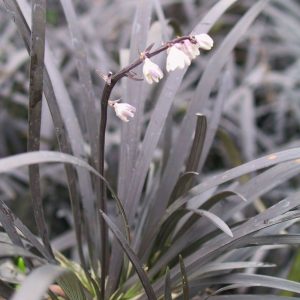 Ophiopogon planiscapus 'Nigrescens'