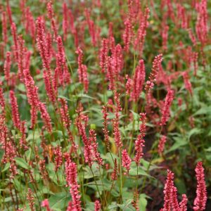 Persicaria amplexicaulis 'Orangofield' (S) (Bistor