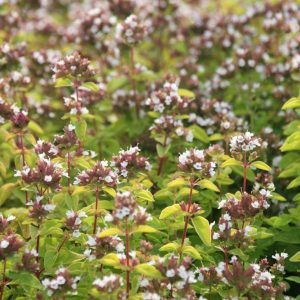 Origanum vulgare 'Thumbles'