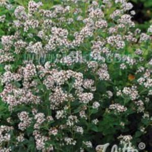 Origanum vulgare ssp. hirtum