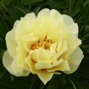 Paeonia Hybride 'Bartzella'
