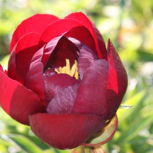 Paeonia lactiflora 'Buckeye Belle'