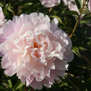 Paeonia lactiflora 'Lady Alexandra Duff'
