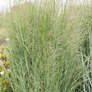 Panicum virgatum 'Northwind'