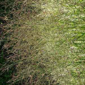 Panicum virgatum 'Strictum'