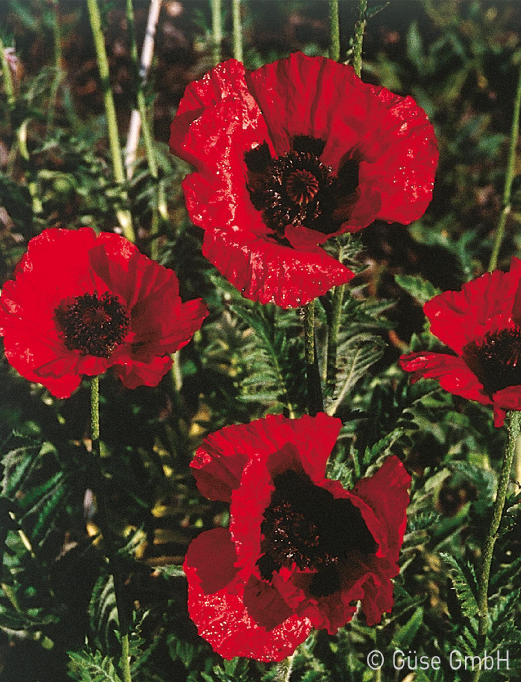 Papaver orientale 'Beauty of Livermere'