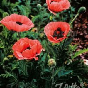 Papaver orientale 'Princ. Victoria Louise'