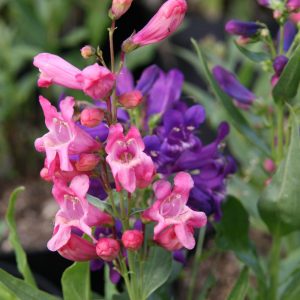 Penstemon barbatus 'Praecox Nanus Rondo'