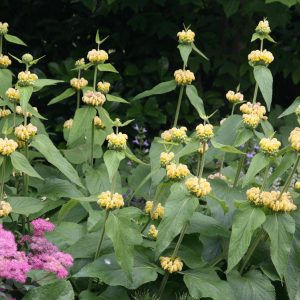 Phlomis russeliana