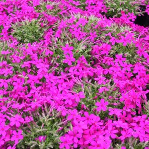 Phlox douglasii 'Crackerjack'