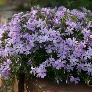 Phlox subulata 'Emerald Cushion Blue'