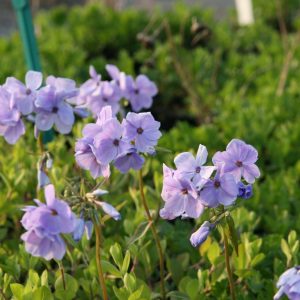 Phlox stolonifera 'Blue Ridge'