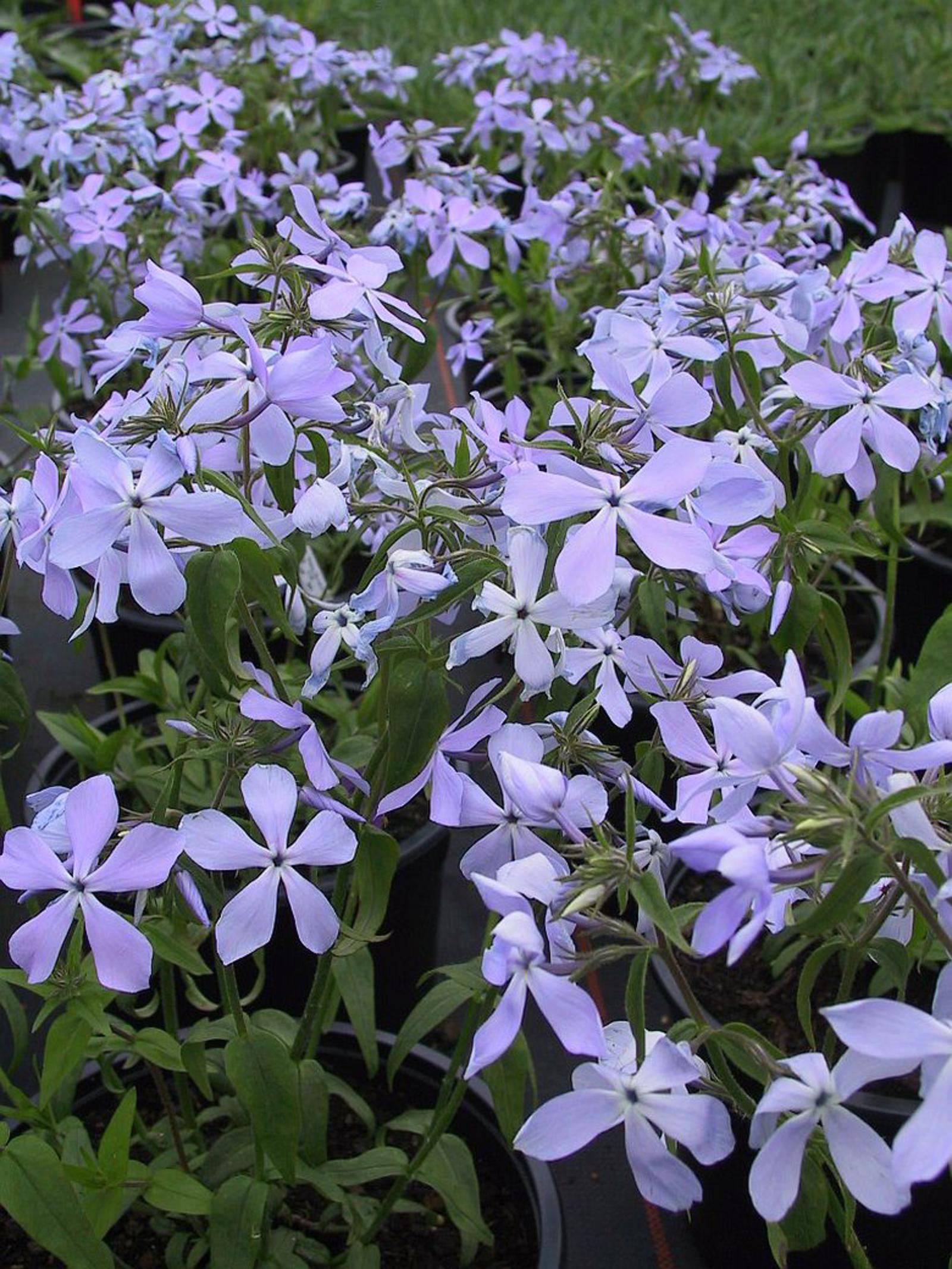 Phlox divaricata 'Clouds of Perfume'