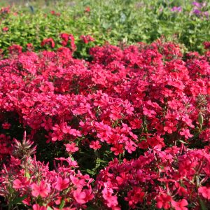 Phlox paniculata 'Early Red' (S)
