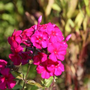 Phlox paniculata 'Kirchenfürst'