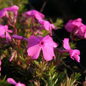 Phlox subulata 'Mac Daniels Cushion'