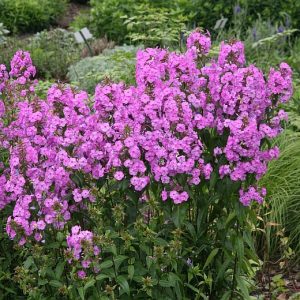 Phlox maculata 'Rosalinde'