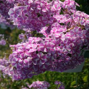 Phlox maculata 'Natascha'