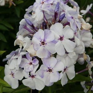 Phlox pan.Flame-Ser. 'Marine Flame' (S)