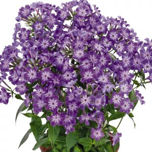 Phlox paniculata 'Early Purple Eye'  (S)