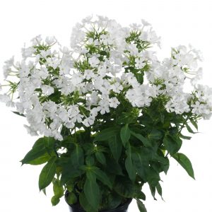 Phlox paniculata 'Early White' (S)