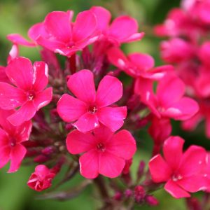 Phlox pan.Flame-Ser. 'Red Flame' (S)