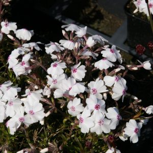 Phlox subulata 'Amazing Grace'