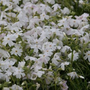 Phlox subulata 'White Delight'