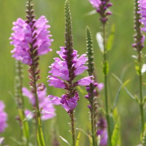 Physostegia virginiana 'Red Beauty'
