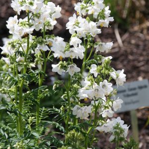 Polemonium caeruleum 'Album'