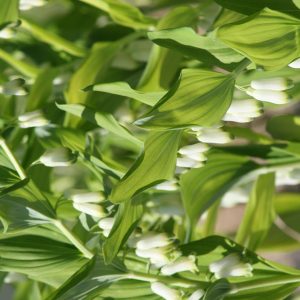 Polygonatum multiflorum