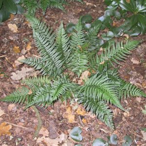 Polystichum tsus-simensis