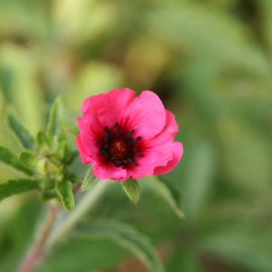 Potentilla nepalensis 'Miss Willmott'
