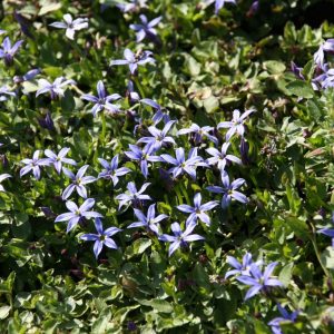 Pratia pedunculata 'Dark Blue' (Isotoma)