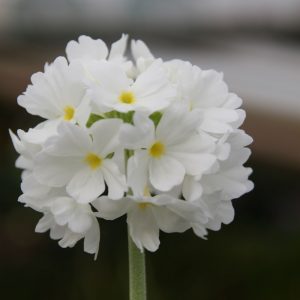 Primula denticulata 'Alba'
