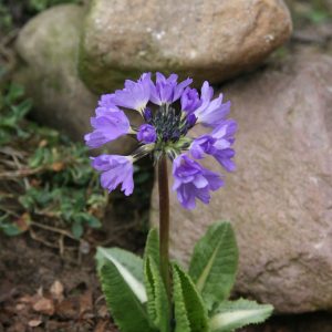 Primula denticulata