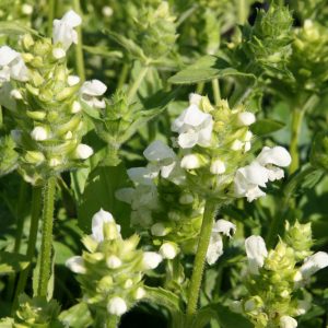Prunella grandiflora 'Alba'