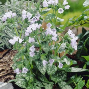 Pulmonaria saccharata 'Opal'