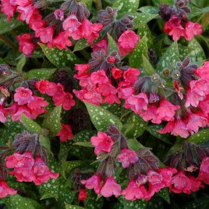 Pulmonaria saccharata 'Shrimps on the Barbie' (S)