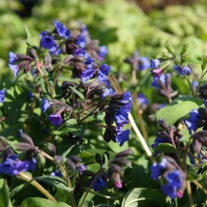 Pulmonaria dacica 'Azurea'  (-angustifolia)