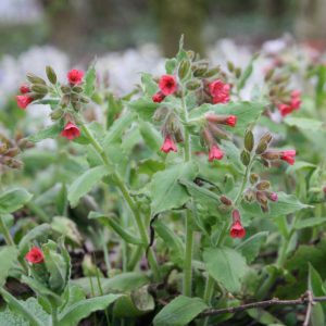 Pulmonaria rubra