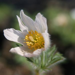 Pulsatilla vulgaris 'Alba'