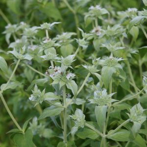 Pycnanthemum muticum