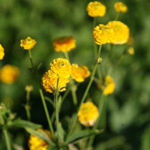 Ranunculus acris 'Multiplex'