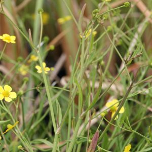 Ranunculus flammula