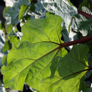 Rheum rhabarbarum