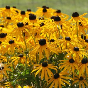 Rudbeckia fulgida sullivantii 'Goldsturm'