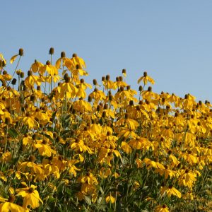 Rudbeckia nitida 'Herbstsonne'